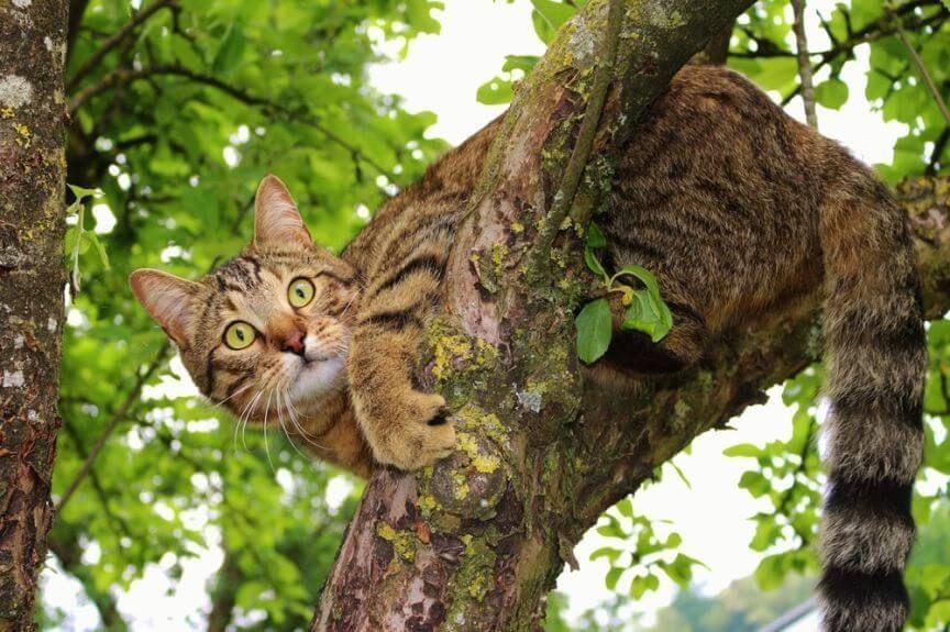 kot wszedł na drzewo