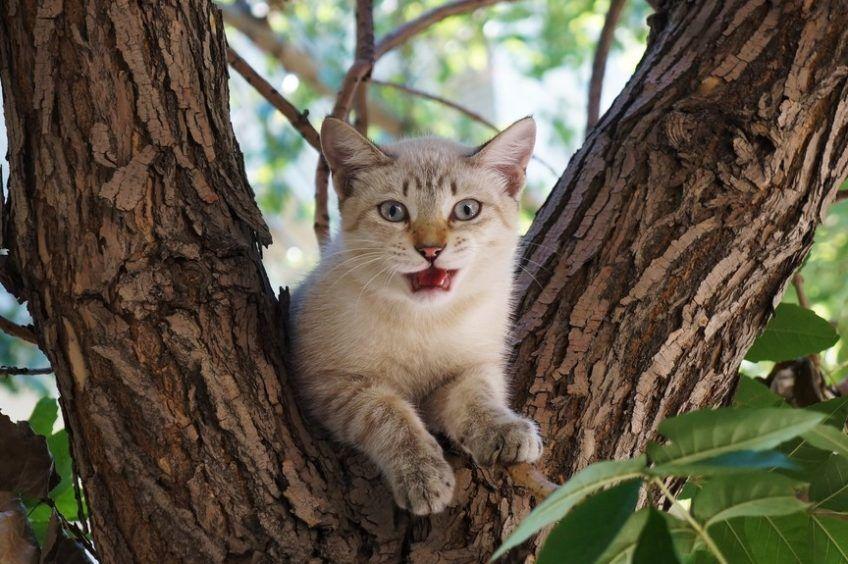 kot nie potrafi zejść z drzewa
