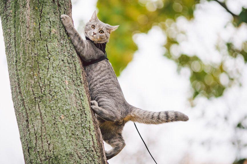 dlaczego koty wspinają się na drzewa