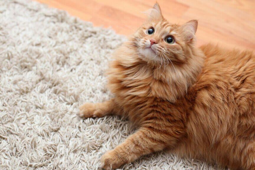kot liże dywan