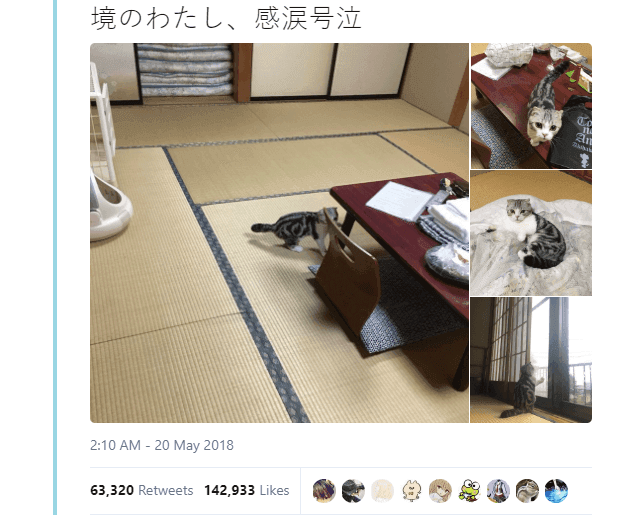 kot na godzinę w Japonii