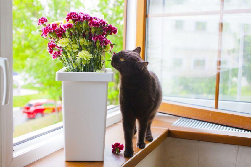 kot zbiera kwiatki