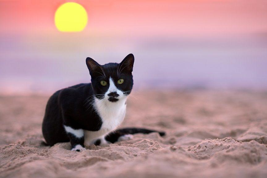 Kot na plaży - co musisz wiedzieć.