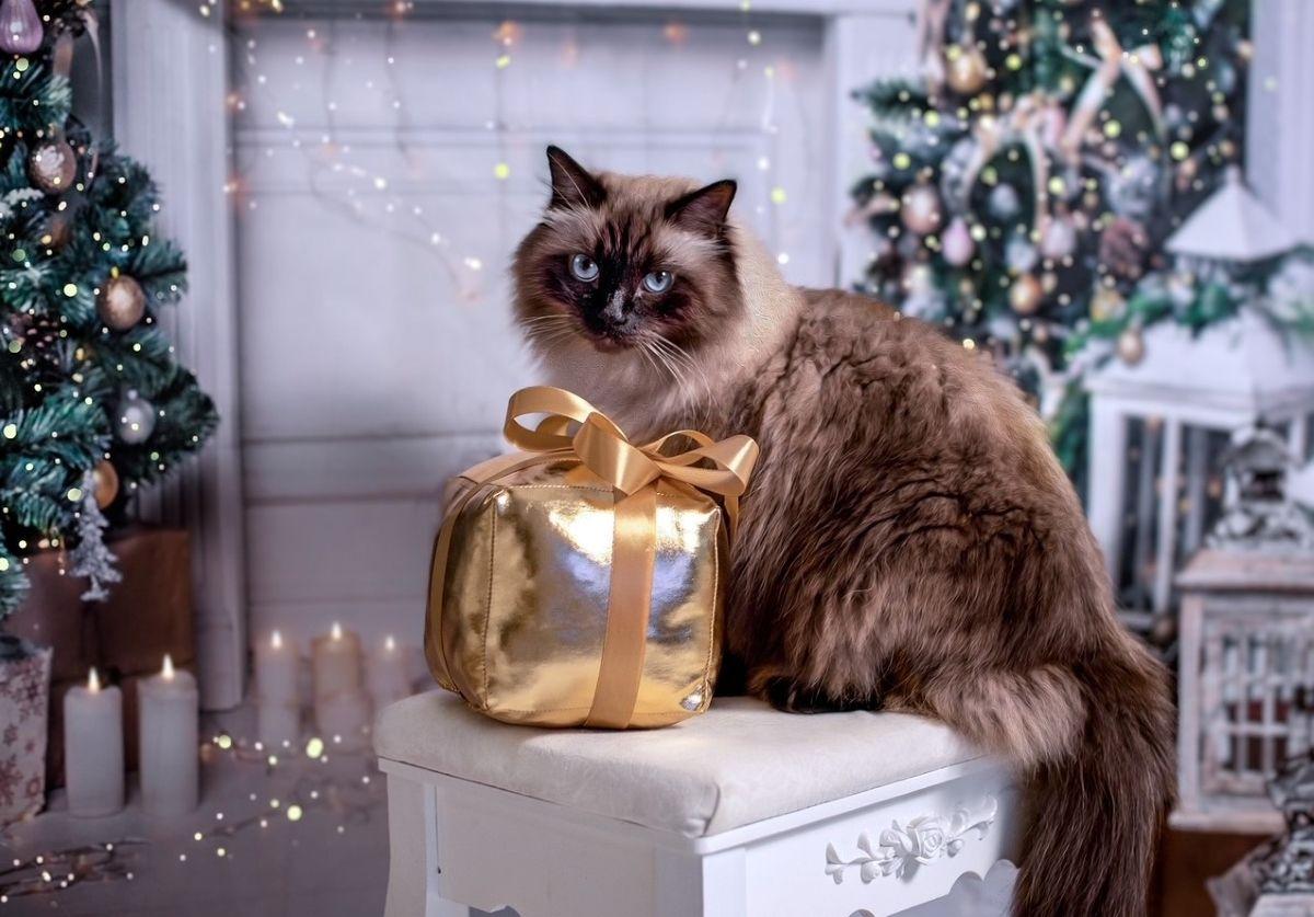 kot na prezent na święta dlaczego nie