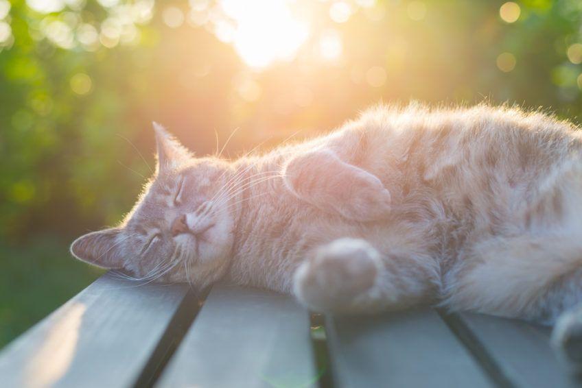 kot na słońcu