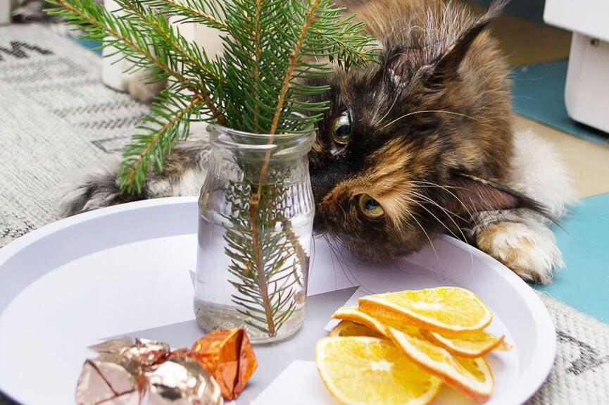 kot na świątecznym stole