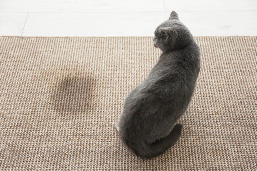 kot nasikał na dywan