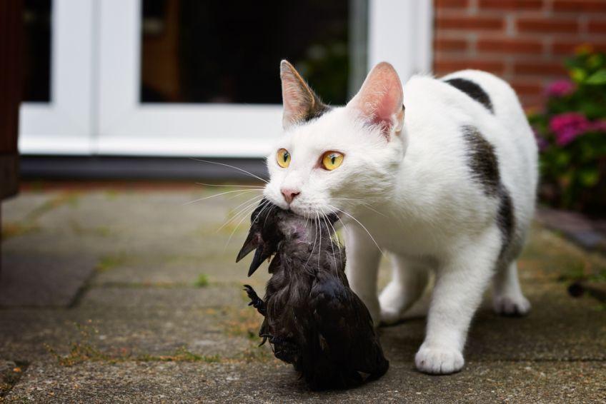kot przynosi martwe ptaki
