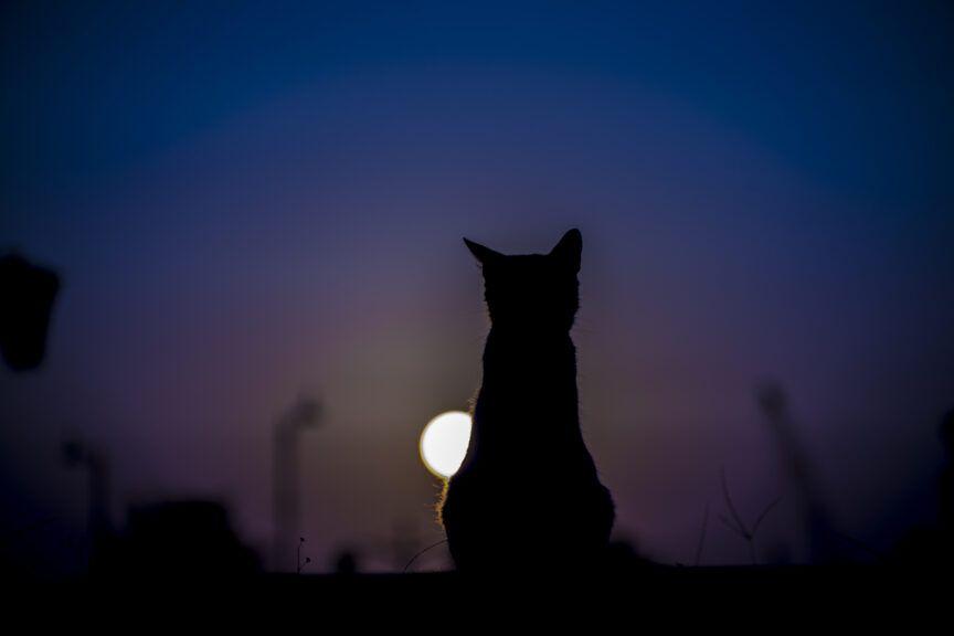 kot robi w nocy