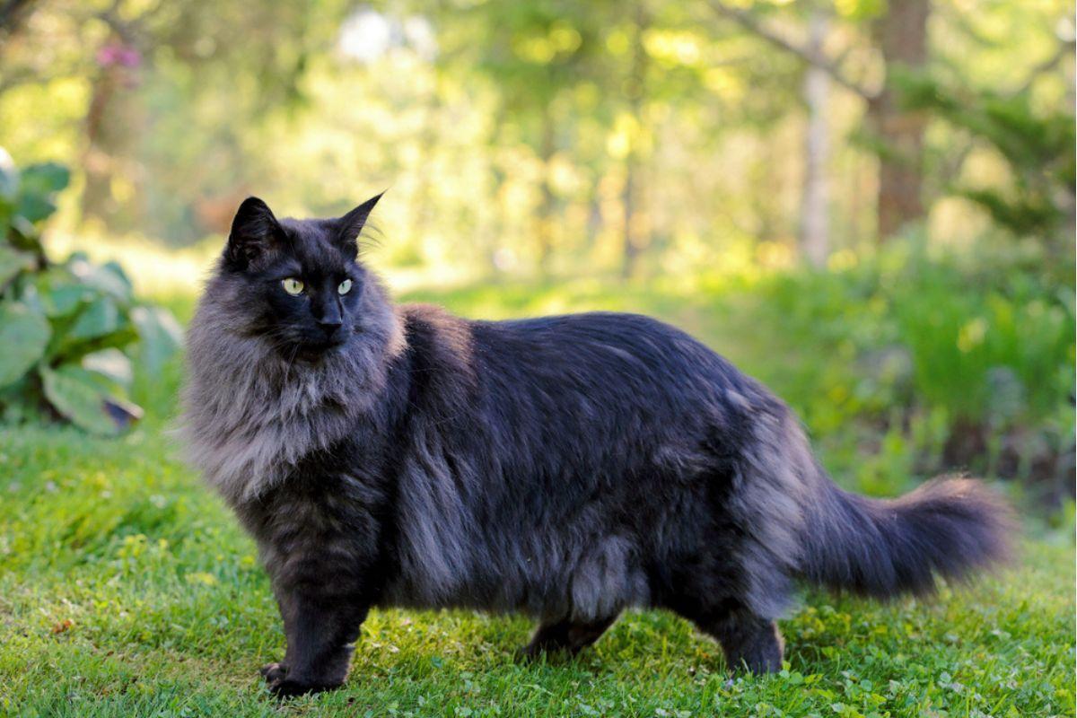 kot norweski leśny