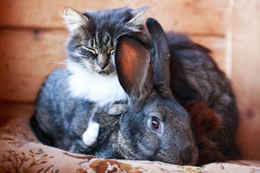 kot czy królik
