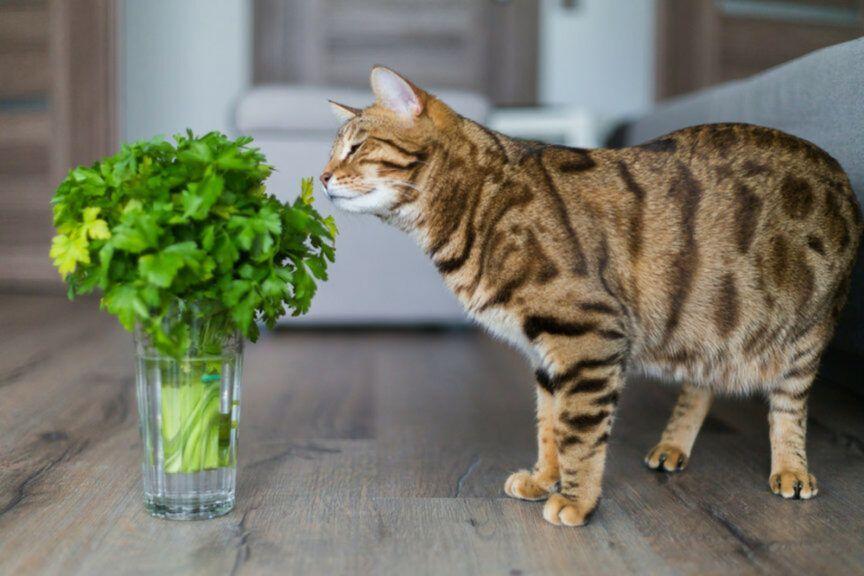 kocimiętka i inne rośliny bezpieczne dla kota