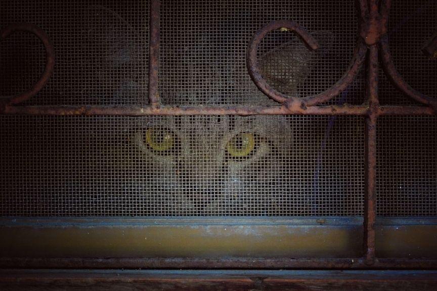 kot odratowany z opuszczonego budynku