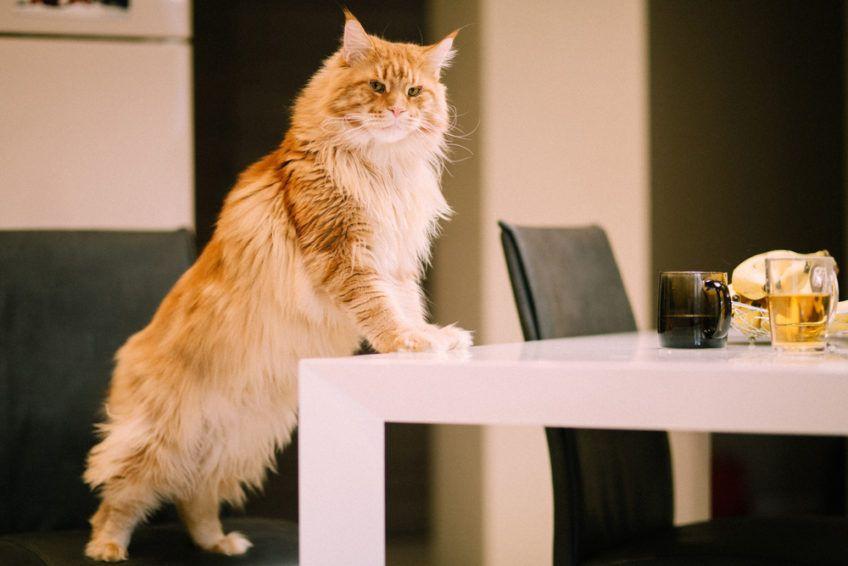kot opiera się o stół