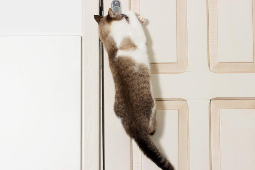 koty nienawidzą, gdy drzwi są zamknięte