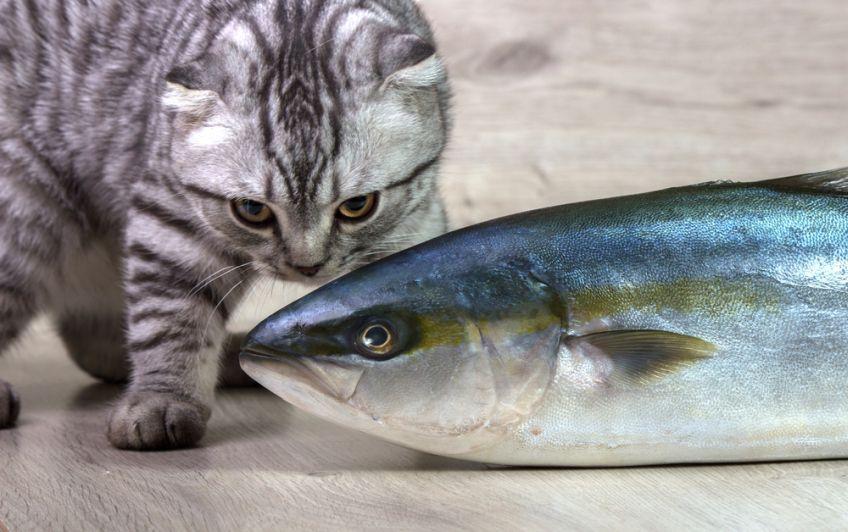 tuńczyk dla kota