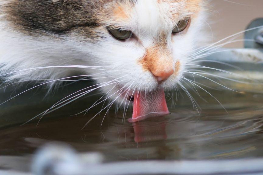 kot pije brudną wodę