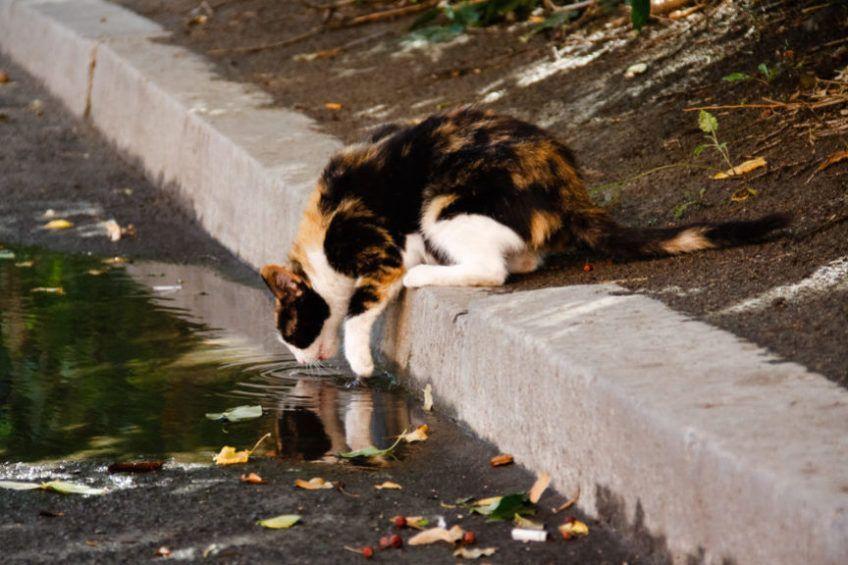 lamblie u kota, kot pije wodę z kałuży