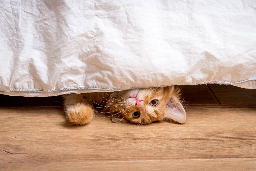 kot śpi pod łóżkiem