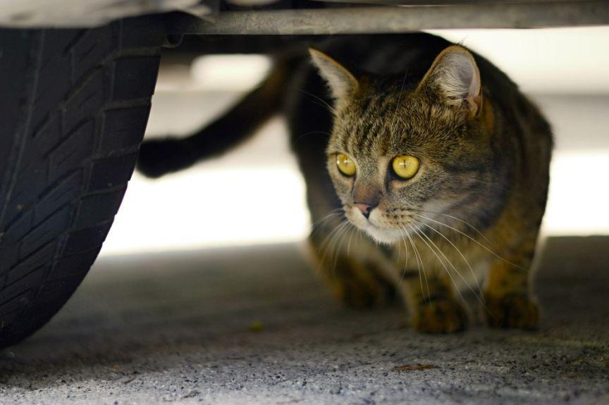 jak wyciągnąć kota spod samochodu