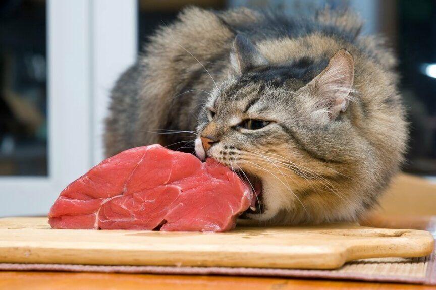wołowina dla kota
