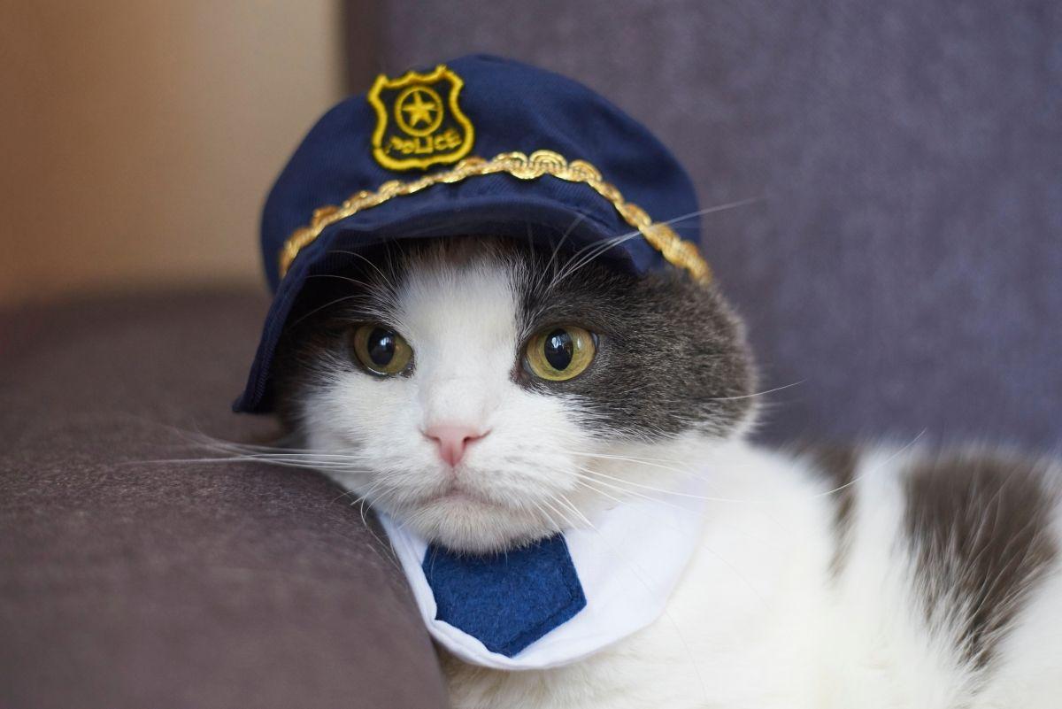 kot policjant