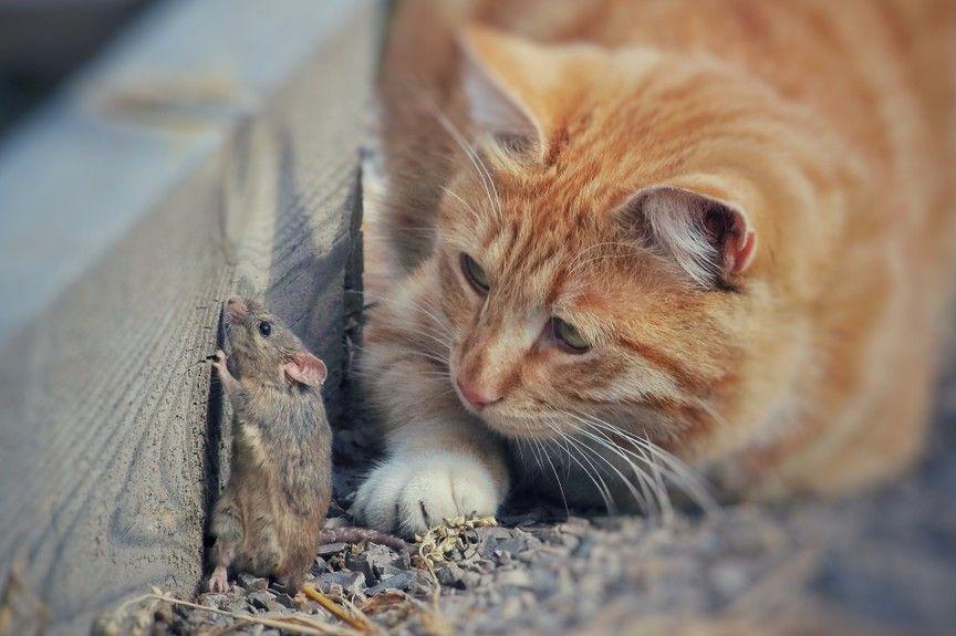 dlaczego kot męczy myszy