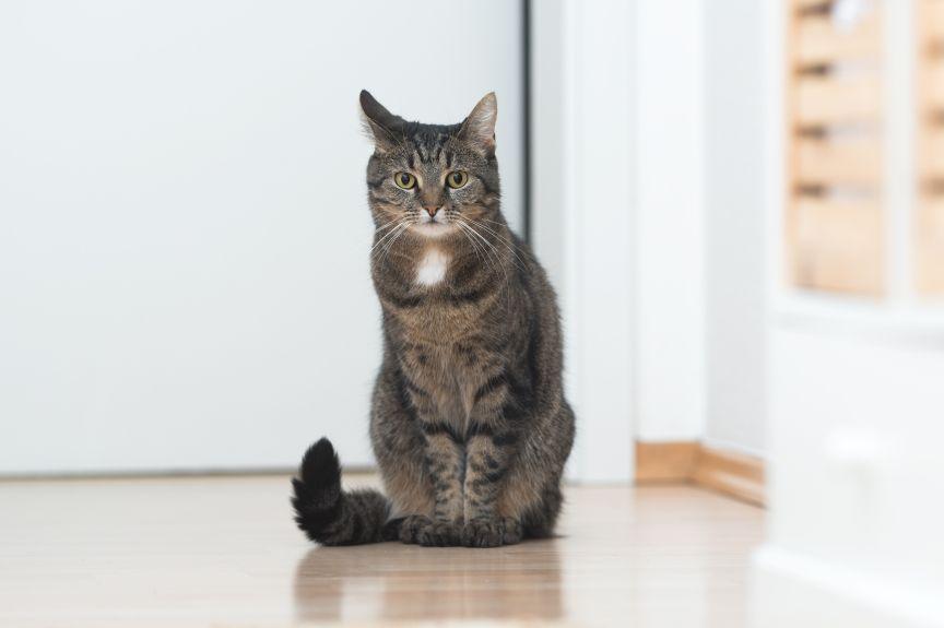 kot miauczy pod drzwiami