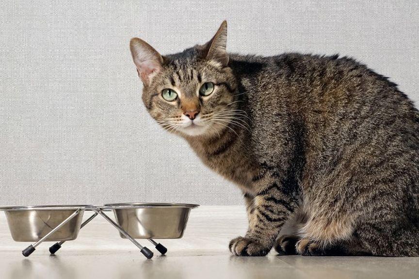 kot odmawia jedzenia jakość kocich posiłków