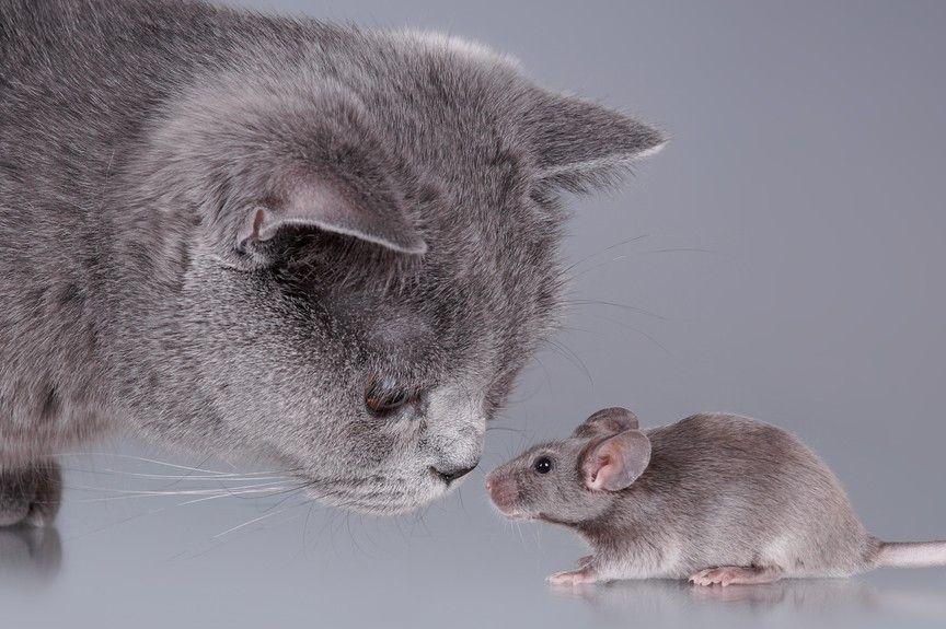 koty polują na myszy