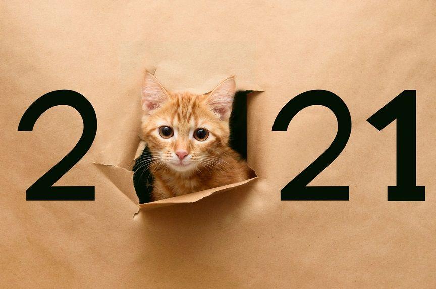 Koci quiz powie ci, jakim mrucziem będziesz w nowym roku 2021!