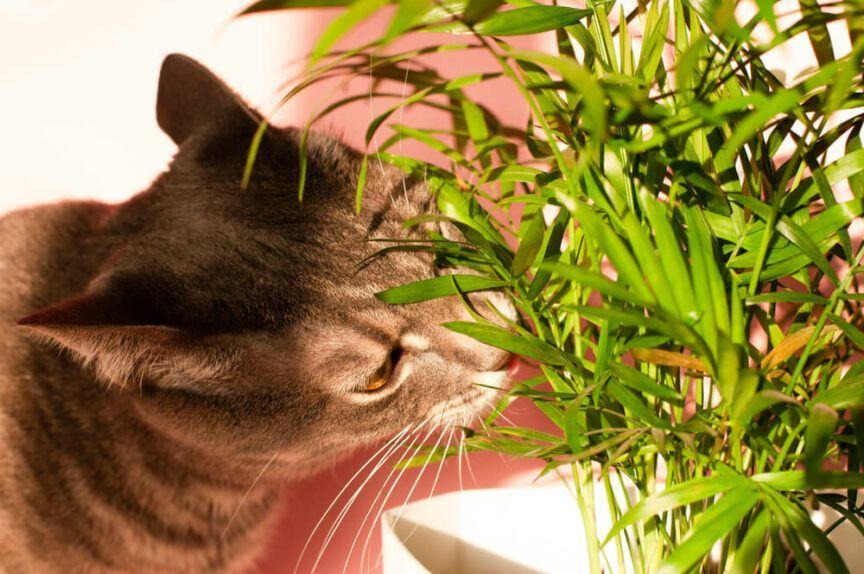 kot ociera się o rośliny
