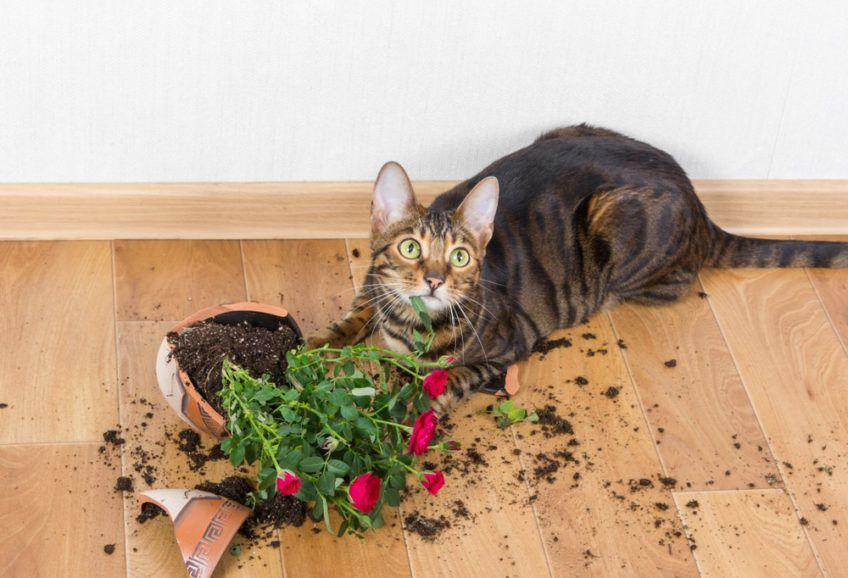 kot rozbił doniczkę z kwiatem