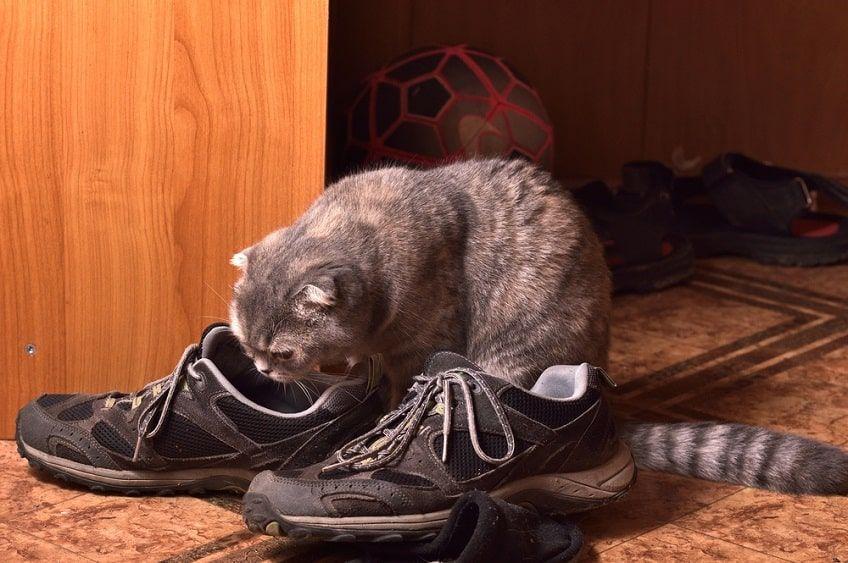 kot sika do butów(1)-min.jpg