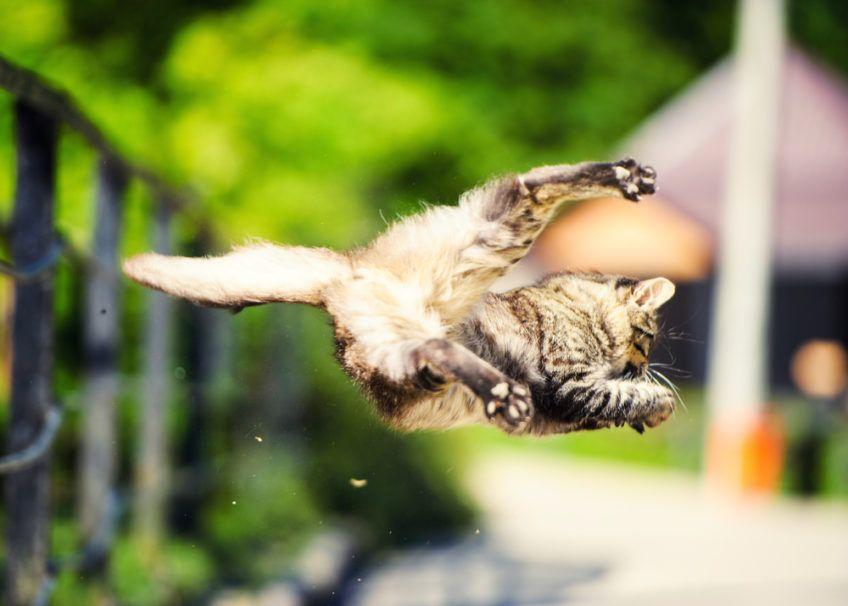 kot podczas skoku