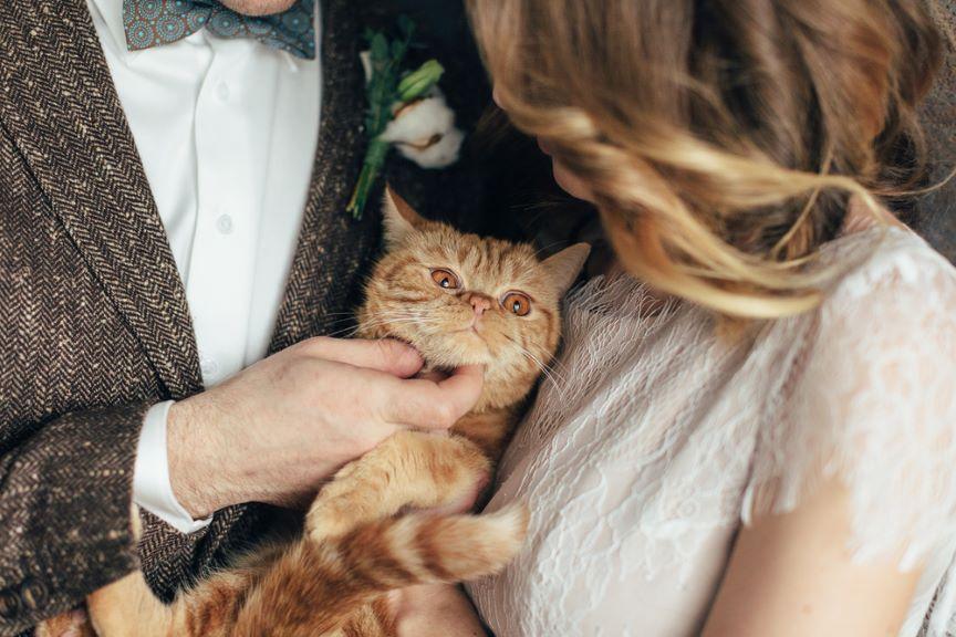 ślub z kotem