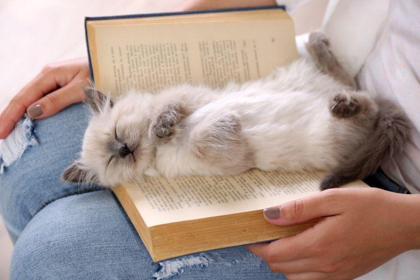 kot śpi na książce