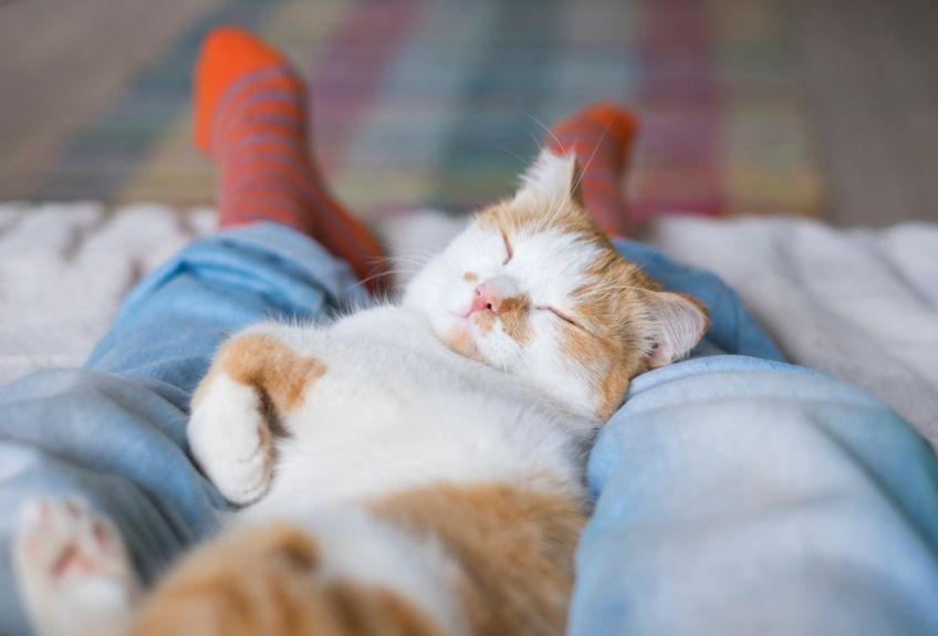 kot śpi w nogach