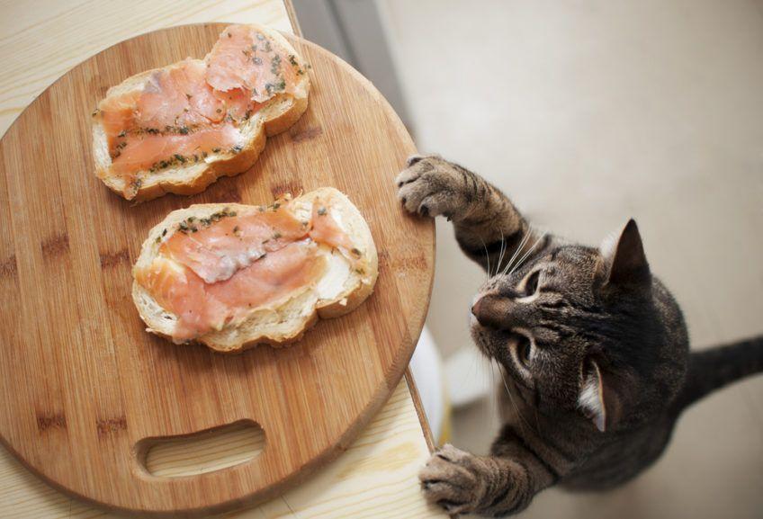 kot chce ukraść kanapki