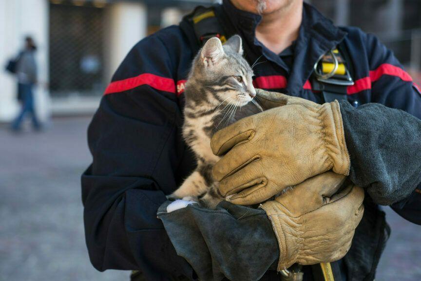 strażak uratował życie kotu