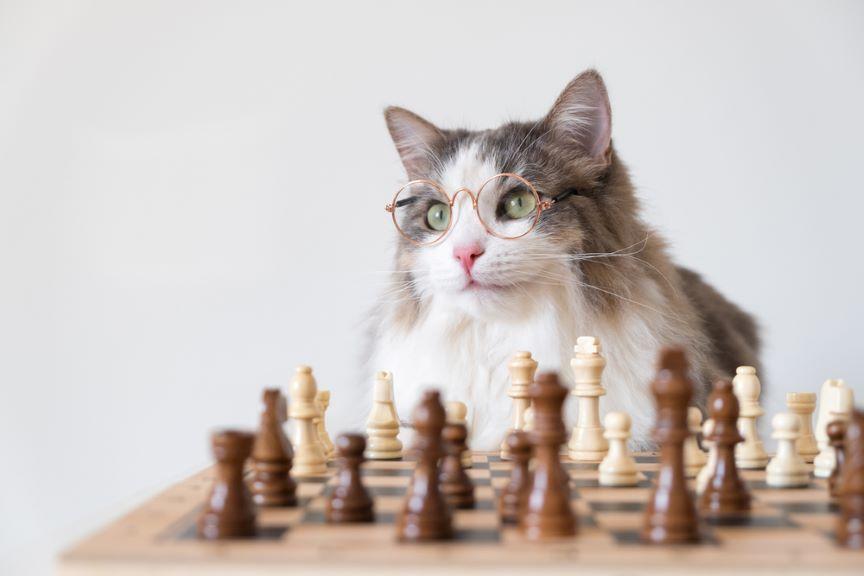 kot szachy pamięć