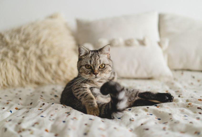kot szkocki prostouchy na łóżku