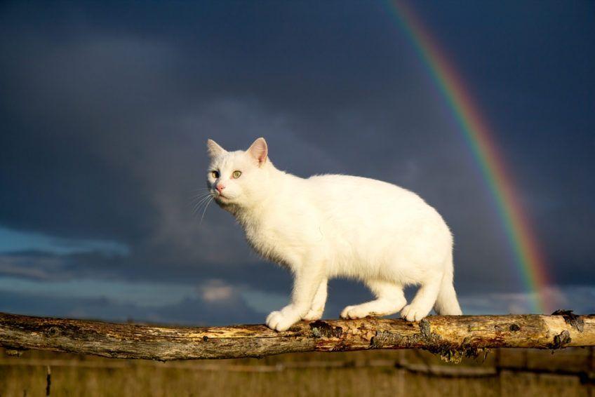 biały kot, tęcza