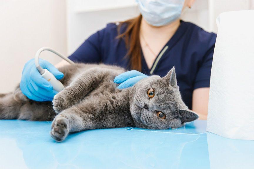 Stłuszczenie wątroby to najczęstsza choroba wątroby u kotów.
