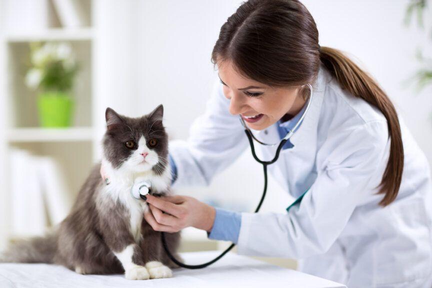 kot u lekarza weterynarii