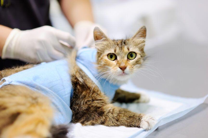 Jak zadbać o kota po zabiegu sterylizacji?