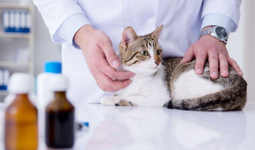 choroby nerek u kotów