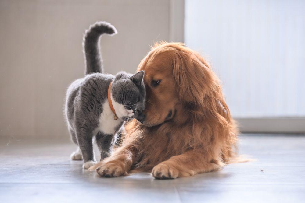 kot uczy psa