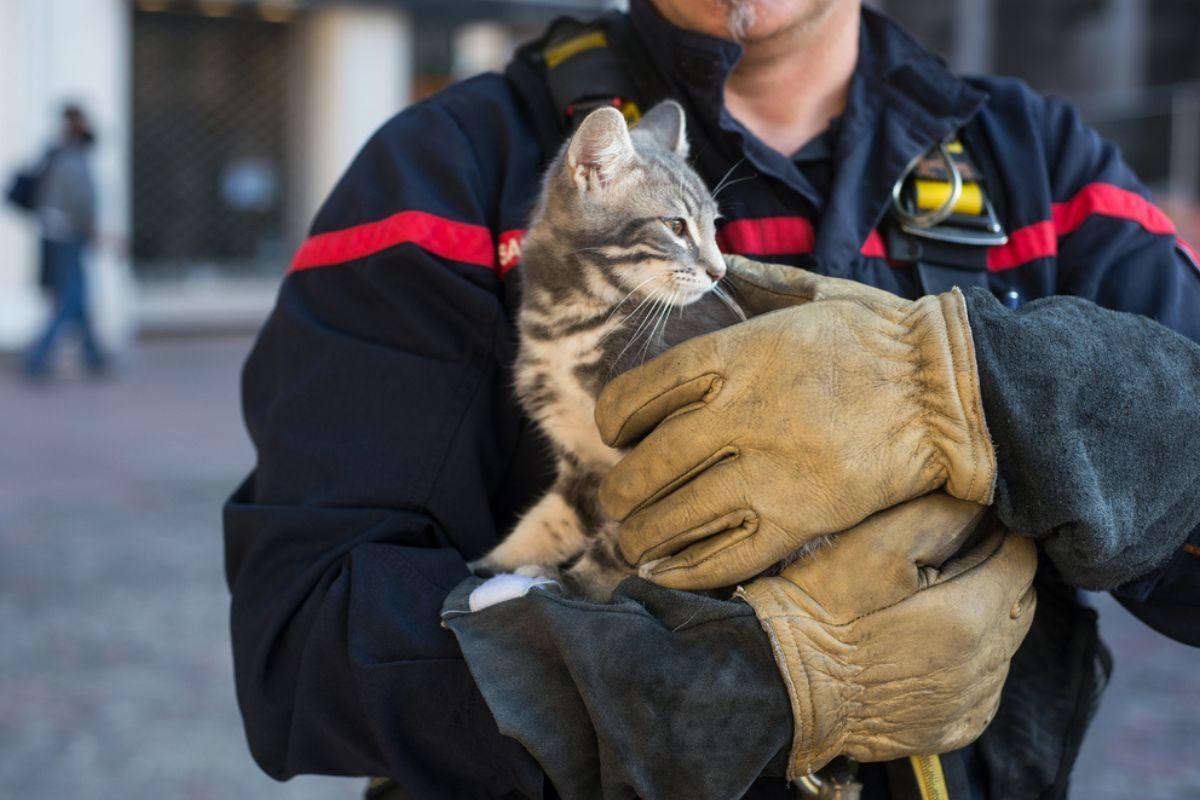 kot uratowany z płonącego mieszkania