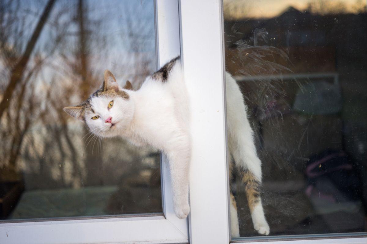 kot utknął w oknie
